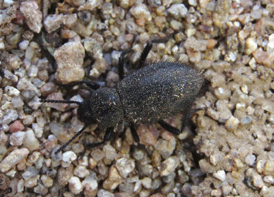 Eleodes tribulus; Desert Skunk Beetle species