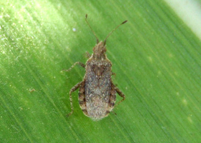 Aufeius impressicollis; Scentless Plant Bug species