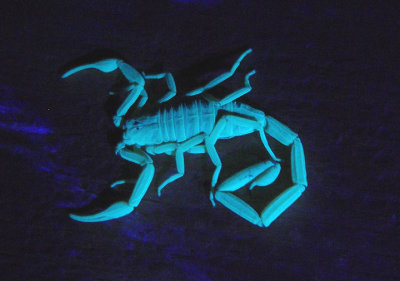 Centruroides sculpturatus; Arizona Bark Scorpion; under blacklight
