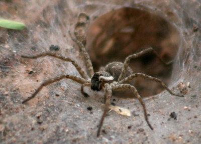 Sosippus californicus; Funnel Web Wolf Spider species