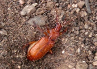 Helluomorphoides Flat-horned Ground Beetle species; female
