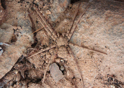 Homalonychus selenopoides; Spider species