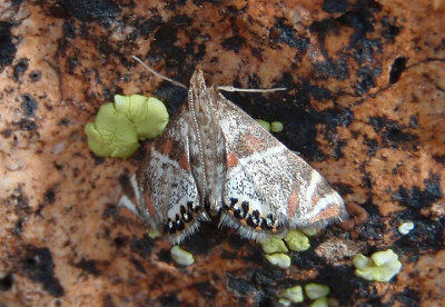 4775 - Petrophila jaliscalis; Crambid Snout Moth species