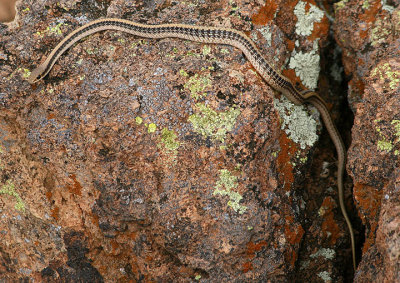 Western Patch-nosed Snake