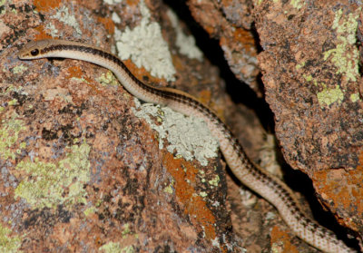 Western Patch-nosed Snake