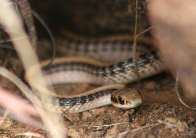 Western Patch-nosed Snake 
