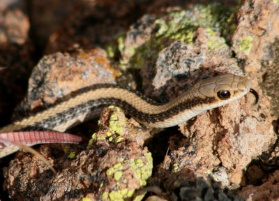 Western Patch-nosed Snake
