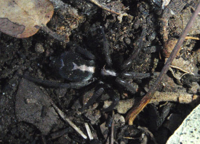 Herpyllus propinquus; Western Parson Spider