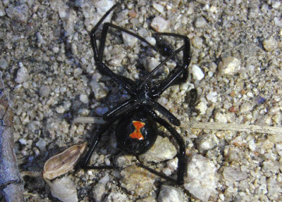 Latrodectus hesperus; Western Black Widow; female