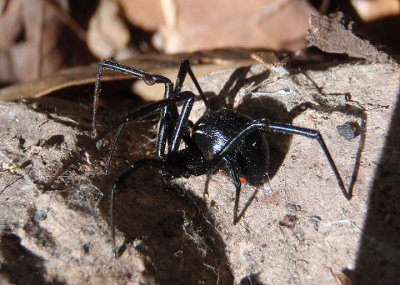 Latrodectus Black Widow species; female