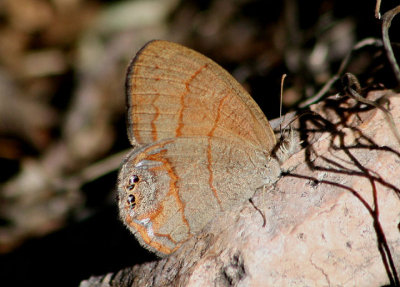 Cyllopsis pyracmon; Nabokov's Satyr