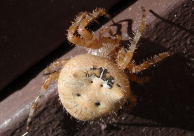 Araneus illaudatus; Orbweaver species