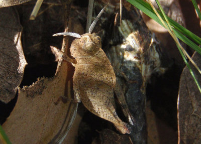 Tomonotus ferruginosus; Oak-leaf Grasshopper; nymph