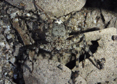 Selenops Spider species