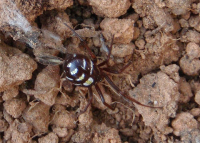 Asagena medialis; Cobweb Spider species