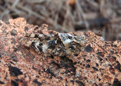 Trimerotropis pallidipennis; Pallid-winged Grasshopper; male nymph