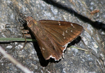 Achalarus casica; Desert Cloudywing