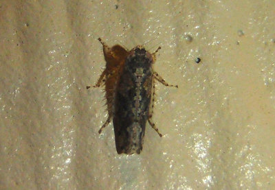Dixianus utahnus; Leafhopper species