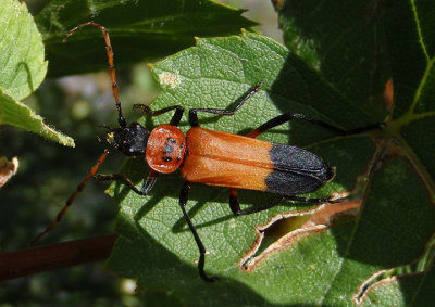 Chauliognathus profundus; Soldier Beetle species