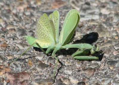 Stagmomantis limbata; Bordered Mantis; female