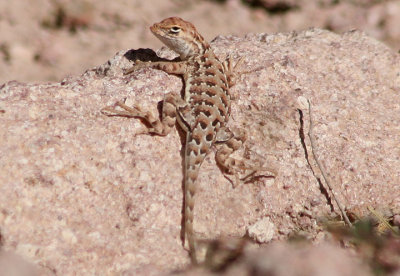 Elegant Earless Lizard; female