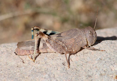 Leprus wheeleri; Wheeler's Blue-winged Grasshopper; female