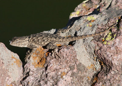 Clark's Spiny Lizard; female