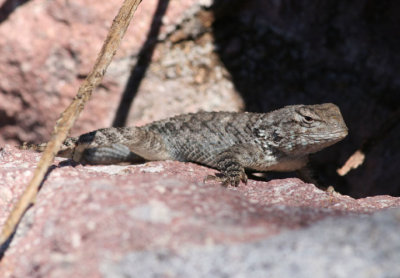 Clarks Spiny Lizard; male