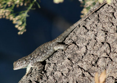 Clark's Spiny Lizard; male