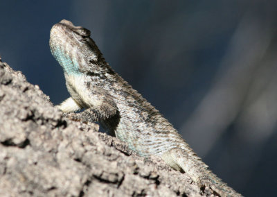 Clark's Spiny Lizard; male