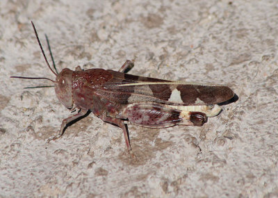 Leprus wheeleri; Wheeler's Blue-winged Grasshopper; male