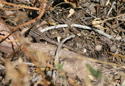 Sonoran Spotted Whiptail; juvenile