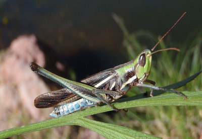 Syrbula montezuma; Montezuma's Grasshopper; male
