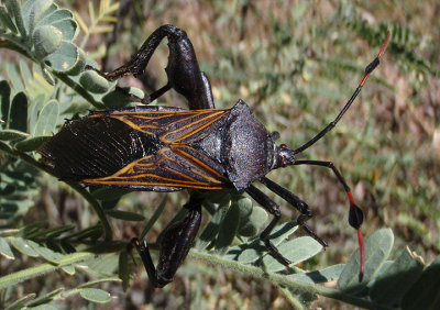 Thasus neocalifornicus; Giant Mesquite Bug