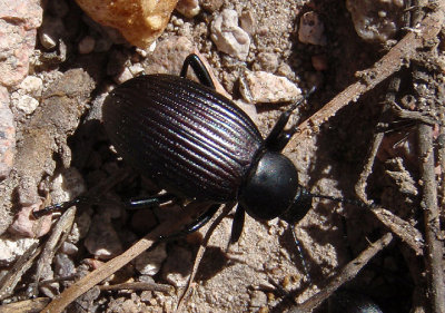 Eleodes carbonarius; Desert Stink Beetle species