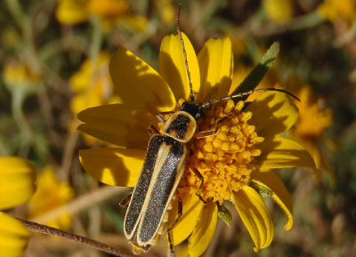 Chauliognathus omissus; Soldier Beetle species
