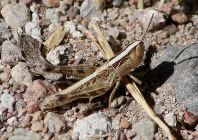 Rhammatocerus viatorius; Traveller Grasshopper; nymph