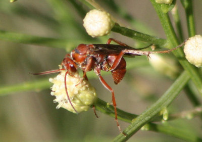 Tachypompilus unicolor; Spider Wasp species