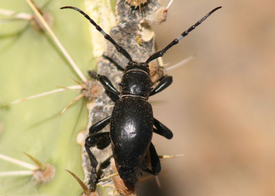 Moneilema gigas; Cactus Longhorned Beetle species