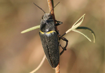 Hippomelas planicauda; Metallic Wood-boring Beetle species