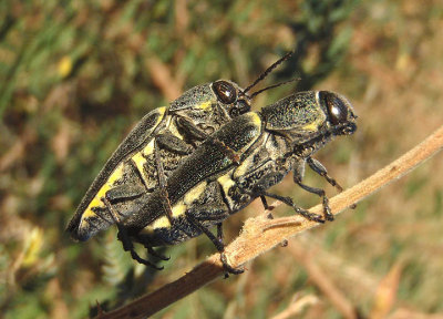 Hippomelas planicauda; Metallic Wood-boring Beetle species; mating pair