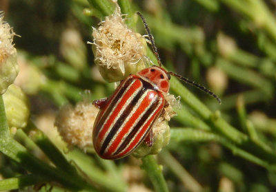 Disonycha tenuicornis; Flea Beetle species