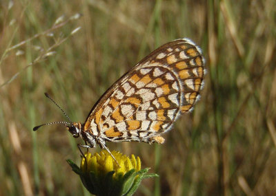 Microtia dymas; Tiny Checkerspot