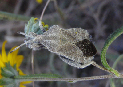 Piezogaster spurcus; Leaf-footed Bug species