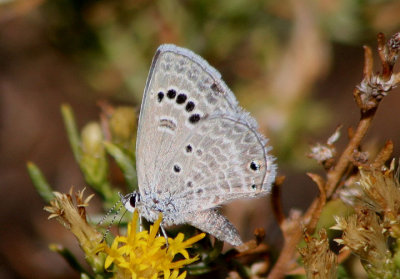 Echinargus isola; Reakirt's Blue; female