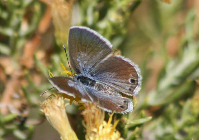 Echinargus isola; Reakirt's Blue; female