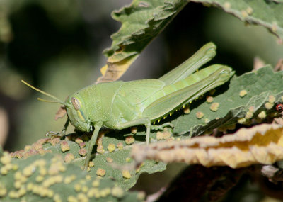 Schistocerca Bird Grasshopper species; nymph