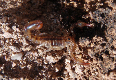 Superstitionia donensis; Superstition Mountains Scorpion