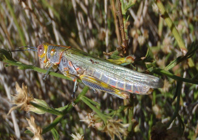 Poecilotettix sanguineus; Red-lined Grasshopper; female