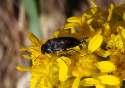 Mordella Tumbling Flower Beetle species